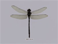 藏品(無霸勾蜓)的圖片